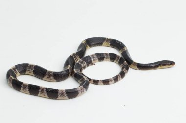 Son derece zehirli, Malezya Krait veya Mavi Krait (Bungarus candidus) beyaz arka planda izole edilmiş