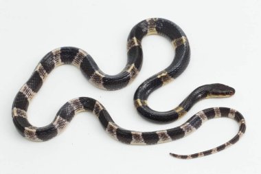 Son derece zehirli, Malezya Krait veya Mavi Krait (Bungarus candidus) beyaz arka planda izole edilmiş