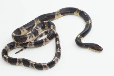 Son derece zehirli, Malezya Krait veya Mavi Krait (Bungarus candidus) beyaz arka planda izole edilmiş