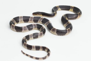 Son derece zehirli, Malezya Krait veya Mavi Krait (Bungarus candidus) beyaz arka planda izole edilmiş