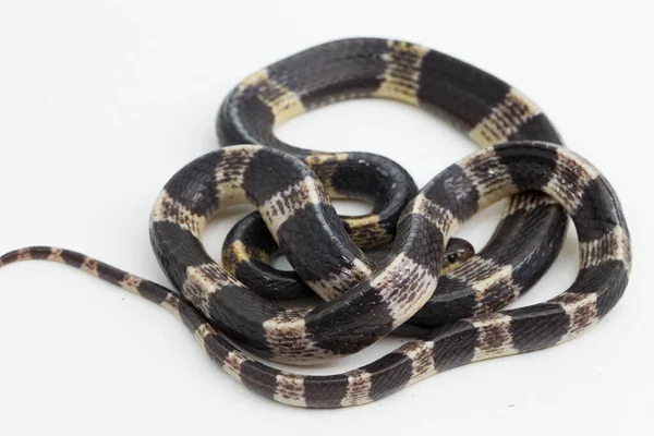 Molto Velenoso Krait Malese Krait Blu Bungarus Candidus Isolato Sfondo — Foto Stock