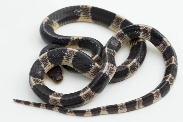 Hochgiftiger Malaysischer Oder Blauer Krait Bungarus Candidus Isoliert Auf Weißem — Stockfoto