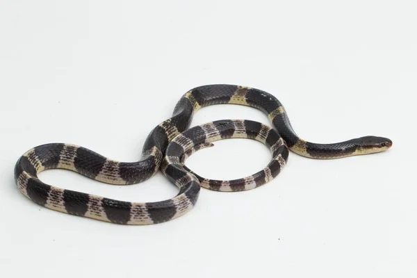 Zeer Giftige Malayische Krait Blauwe Krait Bungarus Candidus Geïsoleerd Witte — Stockfoto