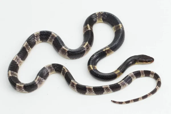 Très Venimeux Krait Malais Krait Bleu Bungarus Candidus Isolé Sur — Photo