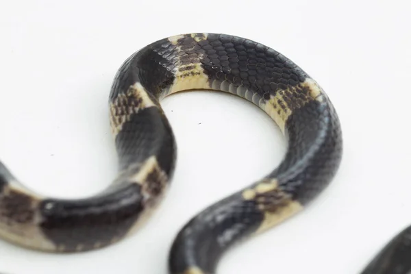 Hochgiftiger Malaysischer Oder Blauer Krait Bungarus Candidus Isoliert Auf Weißem — Stockfoto