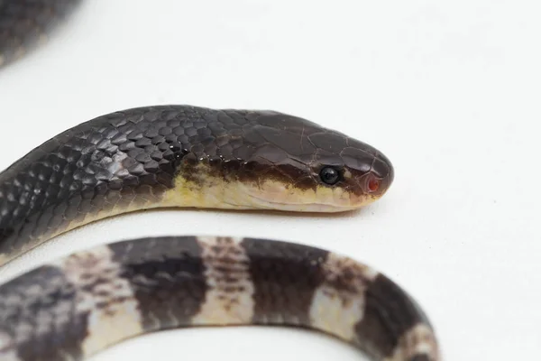 Άκρως Δηλητηριώδες Μαλαισιανό Κυανό Krait Bungarus Candidus Απομονωμένο Λευκό Φόντο — Φωτογραφία Αρχείου