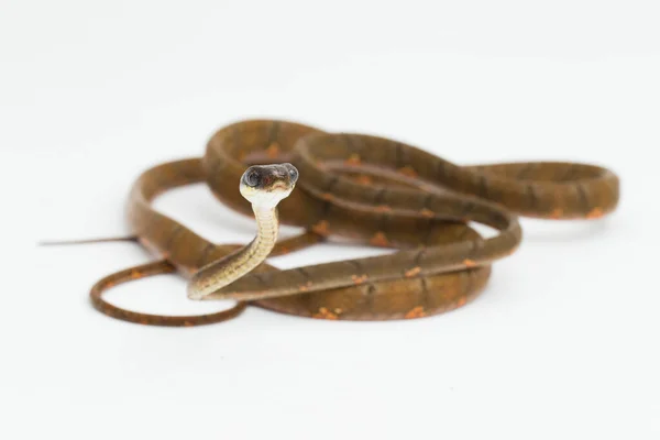 Boiga Drapiezii Witgevlekte Kat Slang Geïsoleerd Witte Achtergrond — Stockfoto