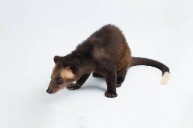 Sumatra Maskeli Palmiye Perçemi Paguma larvata löcomystax beyaz arka planda izole edildi