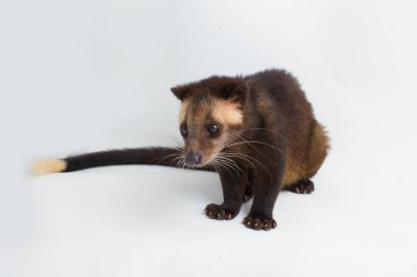 Sumatra Maskeli Palmiye Perçemi Paguma larvata löcomystax beyaz arka planda izole edildi