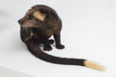 Sumatra Maskeli Palmiye Perçemi Paguma larvata löcomystax beyaz arka planda izole edildi