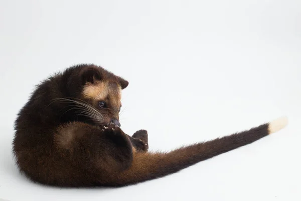 Sumatra Mascarado Palma Civet Paguma Larvata Leucomystax Isolado Sobre Fundo — Fotografia de Stock