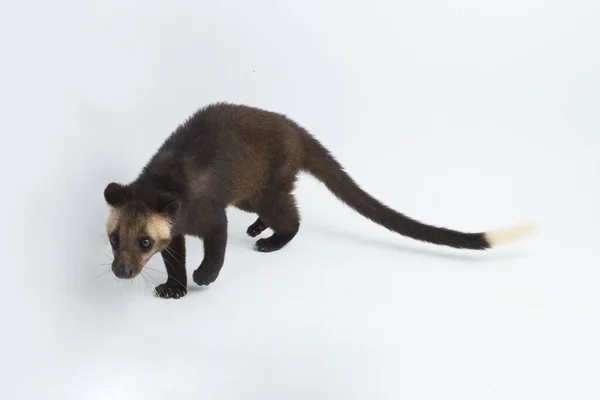 Sumatran Gemaskerd Palm Civet Paguma Larvata Leucomystax Geïsoleerd Witte Achtergrond — Stockfoto