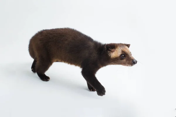 Sumatra Mascarado Palma Civet Paguma Larvata Leucomystax Isolado Sobre Fundo — Fotografia de Stock