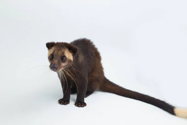 Sumatra Mascarado Palma Civet Paguma Larvata Leucomystax Isolado Sobre Fundo — Fotografia de Stock