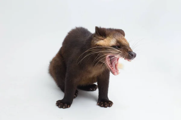 Sumatra Mascarado Palma Civet Paguma Larvata Leucomystax Isolado Sobre Fundo — Fotografia de Stock