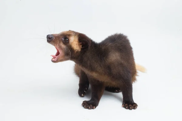 Sumatra Mascarado Palma Civet Paguma Larvata Leucomystax Isolado Sobre Fundo — Fotografia de Stock