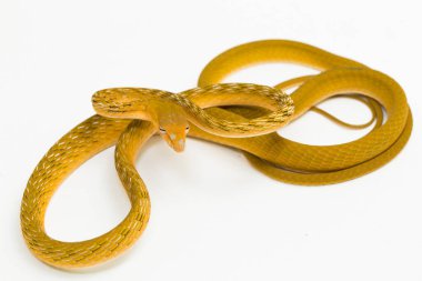 Sarı Asyalı yılan hypo Ahaetulla prasina beyaz arka planda izole edilmiş.