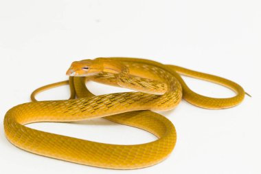 Sarı Asyalı yılan hypo Ahaetulla prasina beyaz arka planda izole edilmiş.