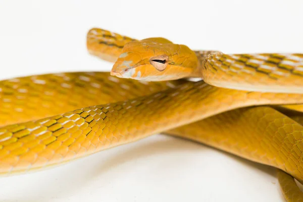 白い背景に隔離された黄色のアジアのつるヘビのハイポAhaetulla Prasina — ストック写真