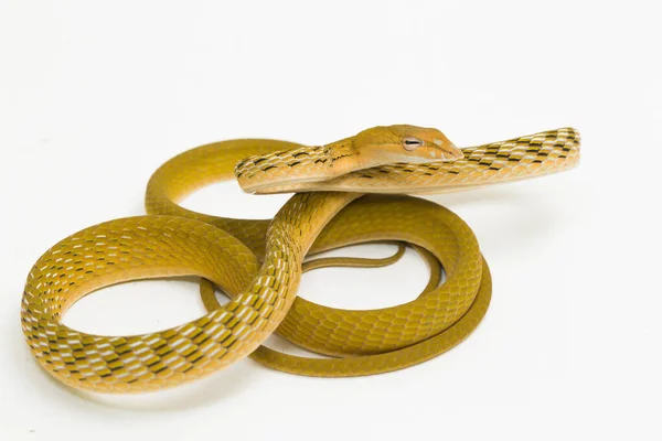 Yellow Asian Vine Snake Hypo Ahaetulla Prasina Isolated White Background — Stock Photo, Image