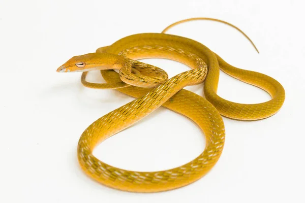 Serpent Vigne Asiatique Jaune Hypo Ahaetulla Prasina Isolé Sur Fond — Photo