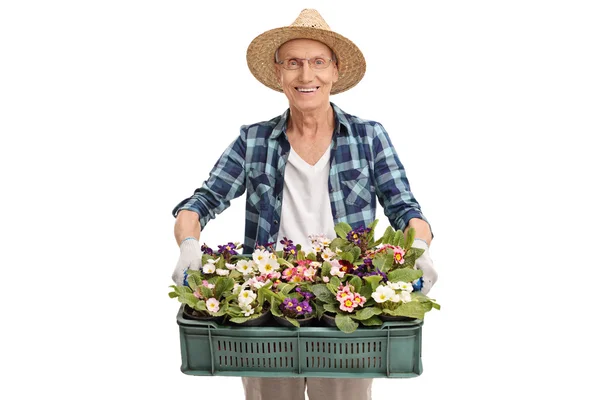Jardineiro sênior segurando um monte de flores — Fotografia de Stock