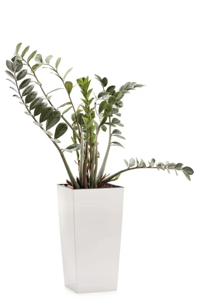 Planta ZZ em vaso de cerâmica branca — Fotografia de Stock