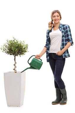 Bir zeytin ağacı bitki sulama kadın