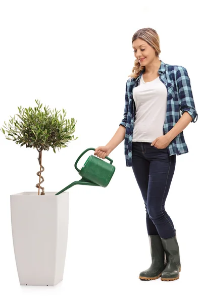 Woman watering an olive tree plant — Stock Photo, Image