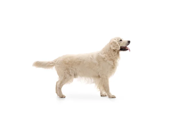 Labrador retriever hund — Stockfoto