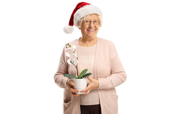 Mulher Madura Segurando Uma Orquídea Branca Vestindo Chapéu Santa Claus — Fotografia de Stock