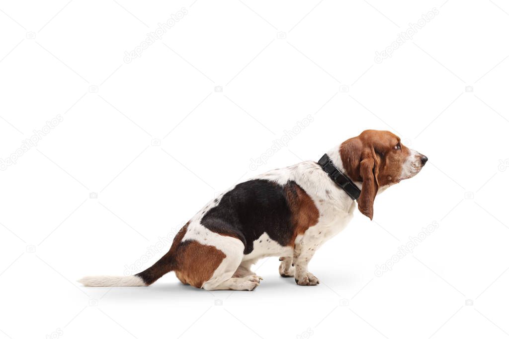 Profile shot of a basset hound dog isolated on white background