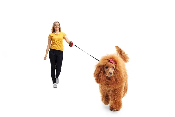 Full Length Portrait Young Woman Walking Camera Groomed Poodle Dog — Stockfoto