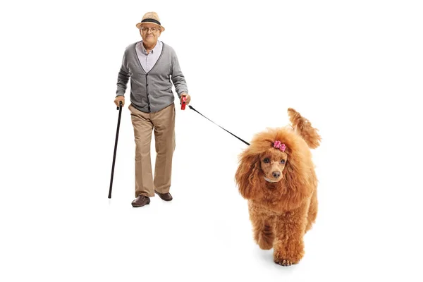 Full Length Portrait Elderly Gentleman Walking Groomed Poodle Dog Isolated — Stock Photo, Image