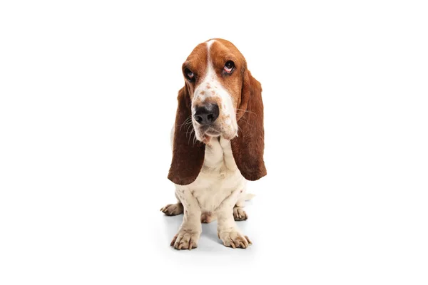 Studio Shot Basset Hound Dog Isolated White Background — Stock Photo, Image