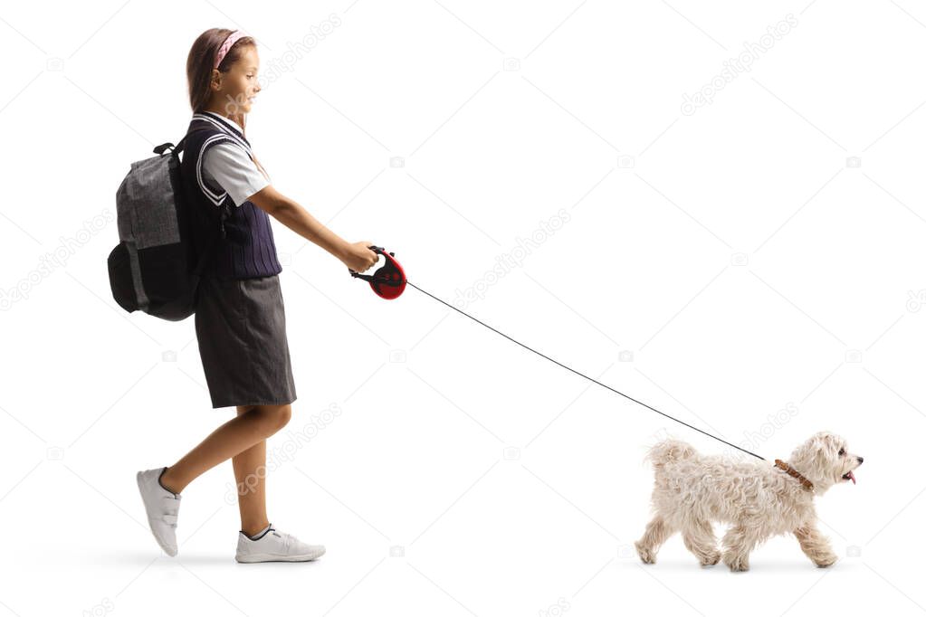 Full length profile shot of a schoolgirl with a backpack walking a white maltese poodle dog isolated on white background