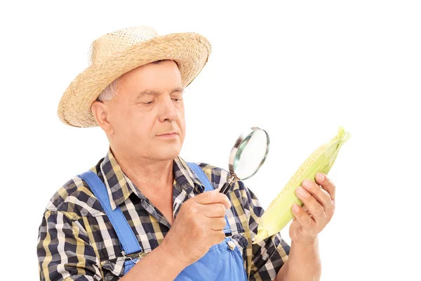 成熟的农民审查通过放大镜的玉米 — 图库照片