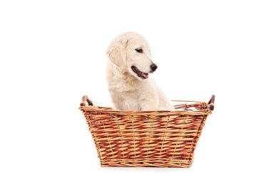 Sepet içinde küçük labrador retriever köpek