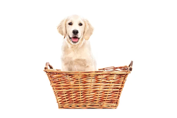 Cute Labrador puppy sitting in basket — Stock Photo, Image