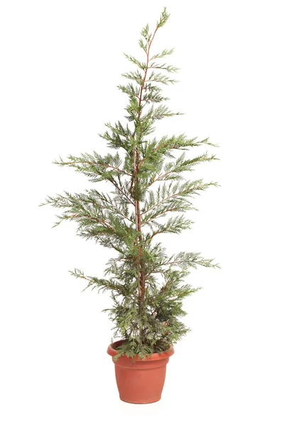 Potted Leyland Cypress evergreen tree — Stock Photo, Image