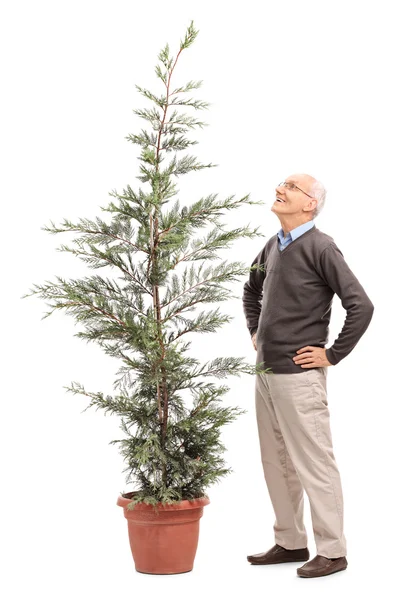 Senior man looking at a coniferous tree — Stock Photo, Image