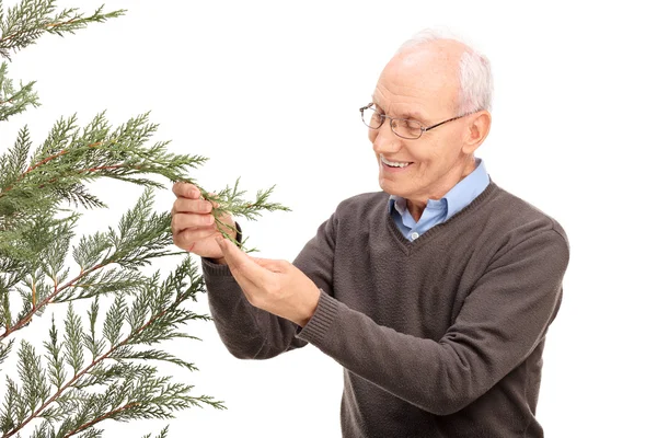 Starší muž při pohledu na jehličnatých stromu — Stock fotografie