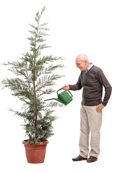 Casual senior watering a coniferous tree — Stock Photo, Image
