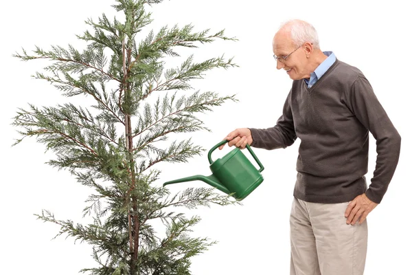 Hombre mayor regando un árbol de coníferas —  Fotos de Stock