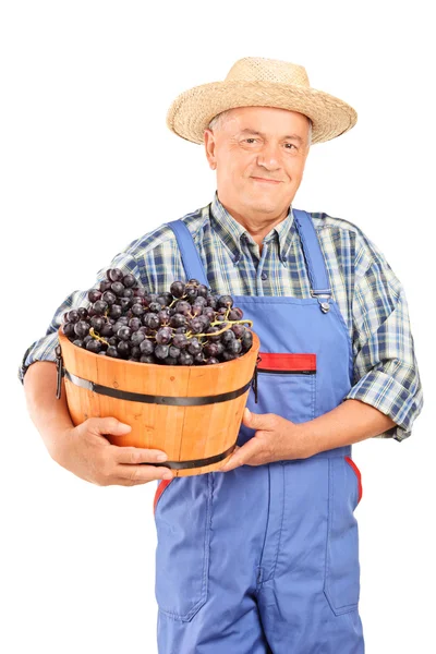 Mature farmer holding a bucket full of grapes — Stockfoto