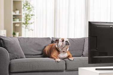 Televizyon karşısında kanepede oturan İngiliz bulldog 'u. 