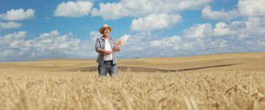 Bir tarlada duran ve olgunlaşmış buğday saplarını tutan çiftçi. 