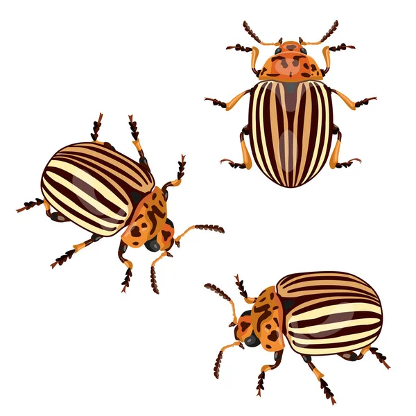 Escarabajo Patatas Colorado Insecto Plaga Del Escarabajo Destruye Las Patatas — Vector de stock