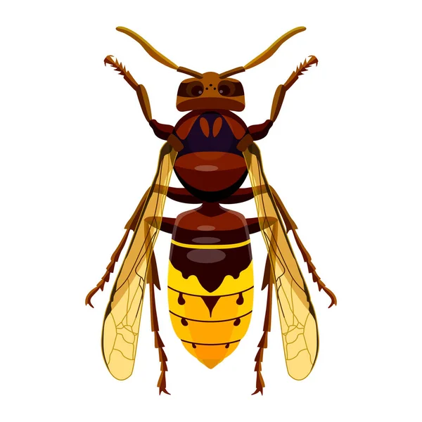 Hornet Insect Stings Predator Isolate White Background Vector Image — Stock Vector