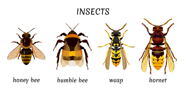 Impostare Gli Insetti Isolati Uno Sfondo Bianco Ape Calabrone Vespa — Vettoriale Stock